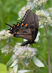 Eastern Tiger Swallowtail 